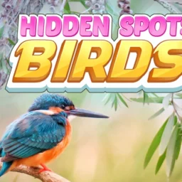 Hidden Spots Birds